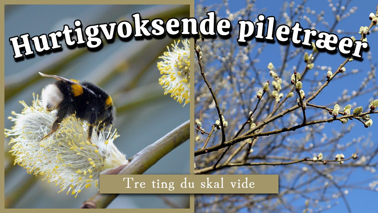 Hurtigvoksende piletræer: Tre ting du skal vide - naturhaven.dk