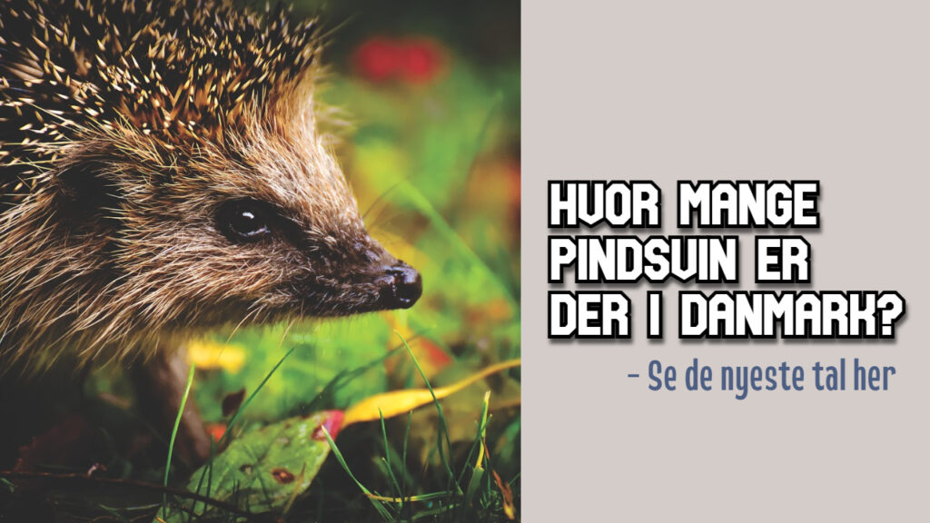 Hvor mange pindsvin er der i Danmark