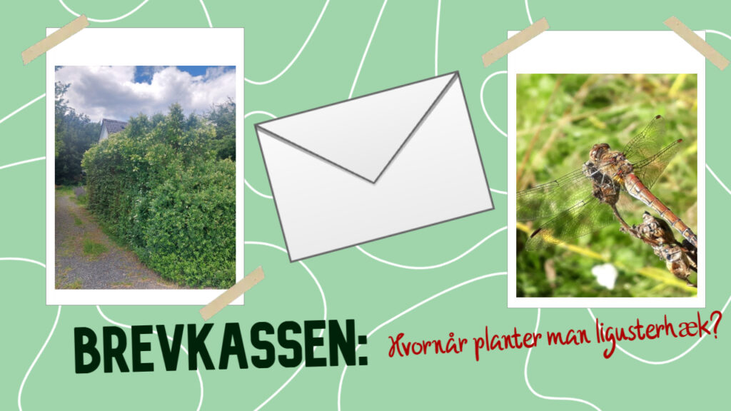 Hvornår planter man ligusterhæk