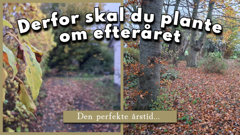Plante hæk om efteråret