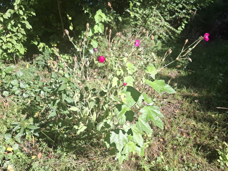 Sølvpoppel og haveklinte