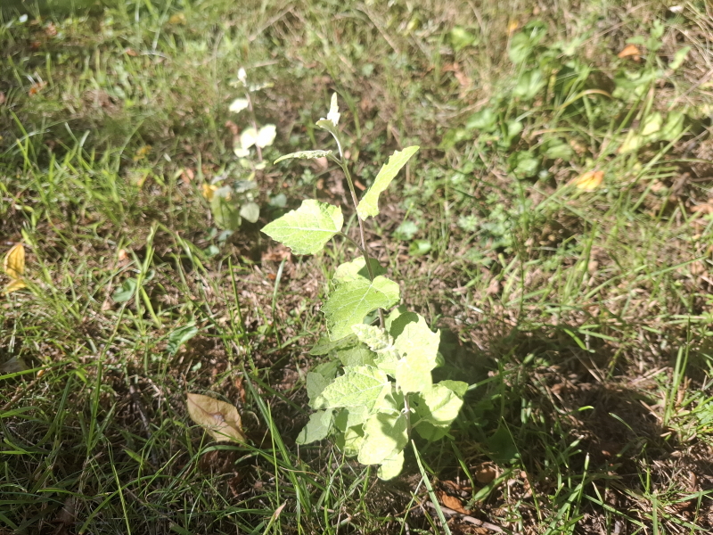 Skud fra sølvpoppel