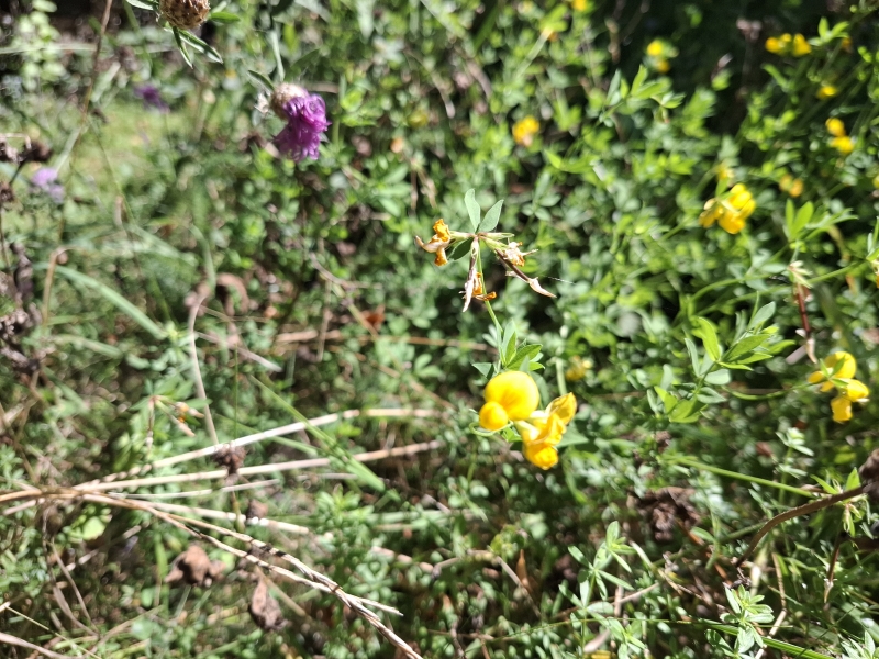 Vildtvoksende kællingetand i haven