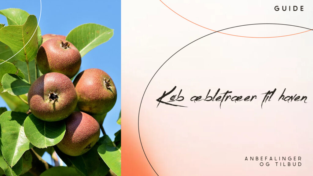 Køb æbletræer til haven