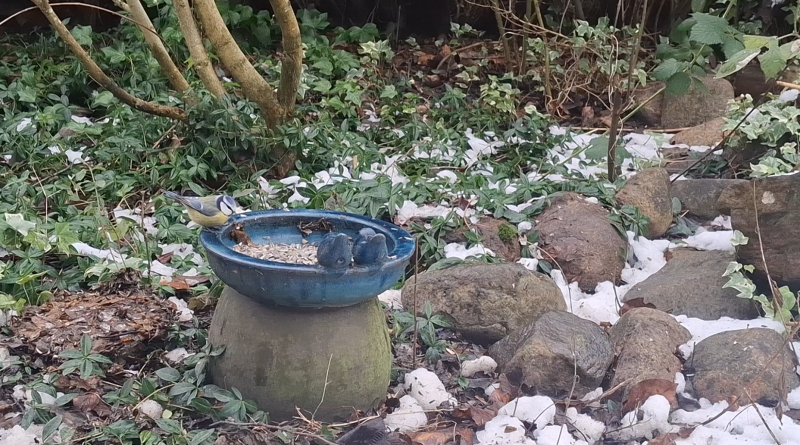 Blåmejse og vinterfodring