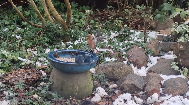 Bogfinke æder solsikkefrø