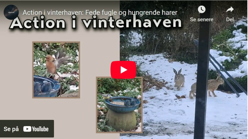 Vinterfodring af fugle i haven